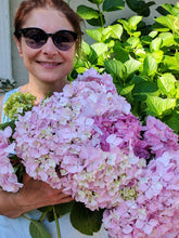 Load image into Gallery viewer, Hydrangeas from my garden
